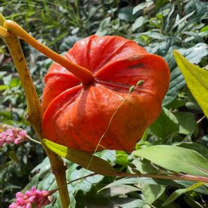 ホオズキ,ナス科,夏の風物詩,今日のお花,花後の姿の画像