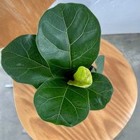 カシワバゴム・バンビーノ,フィカス・リラータ・バンビーノ,観葉植物,のんびり屋さん,キキ　フィカスの画像