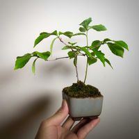 コナラ,コナラ,実生,小品盆栽,株立ちの画像