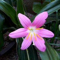 ゼフィランサス,ゼフィランサス(サフランモドキ),花言葉,ピンクワールドへ ようこそ,しあわせ運べるようにの画像