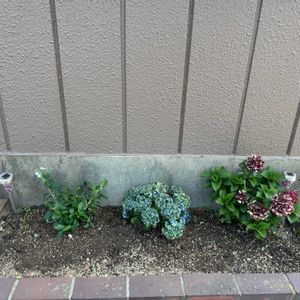 アジサイ,ブラックナイト,植え替え,小さな花壇,星あつめの画像