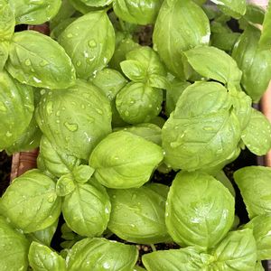 バジル,自家製野菜,夏野菜,ベランダ菜園,家庭菜園の画像
