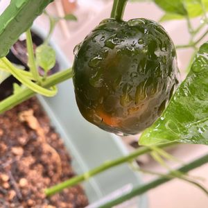 パプリカ,自家製野菜,夏野菜,ベランダ菜園,家庭菜園の画像