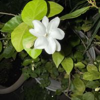 ジャスミン,芳香花,庭の画像