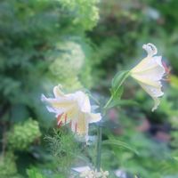 ユリ,ユリ,アナベル,アナベル,山百合の画像