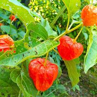 ホオズキ,鮮やか ,接写,スマホ撮影,お写んぽの画像