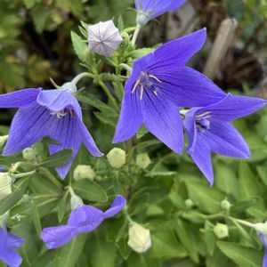 キキョウ,花が好き,無農薬❤家庭菜園,野菜が好き,庭の画像