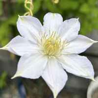 クレマチス,レモンバーム,レモンバームの花,クレマチス マダム・ル・クルトル,クレマチスマダムルクルトルの画像
