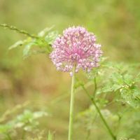 アリウム・ギガンチウム,アリウム・ギガンチウム,ムギセンノウ,ムギセンノウ,花散歩の画像