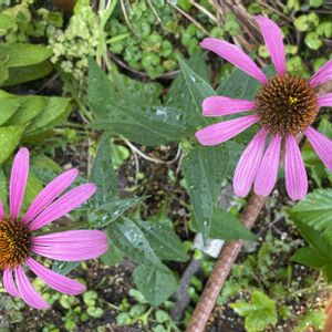 エキナセア パープレア,ハーブティー,免疫力アップ,庭の画像