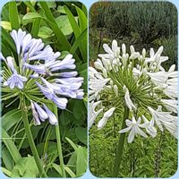 アガパンサス,アジサイ,外出先,蕊好き,蕾大好きの画像