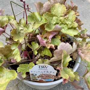 ヒューケラ ドルチェ,害虫駆除,ありがとう❤️,花と暮らす,PW育てたの画像