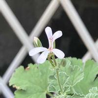 アップルゼラニウム,センテッドゼラニウム,花のある暮らし,庭の宿根草,小さな庭の画像