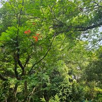 サルスベリ,ノウゼンカズラ,ミント,ローズマリー,紅葉の画像