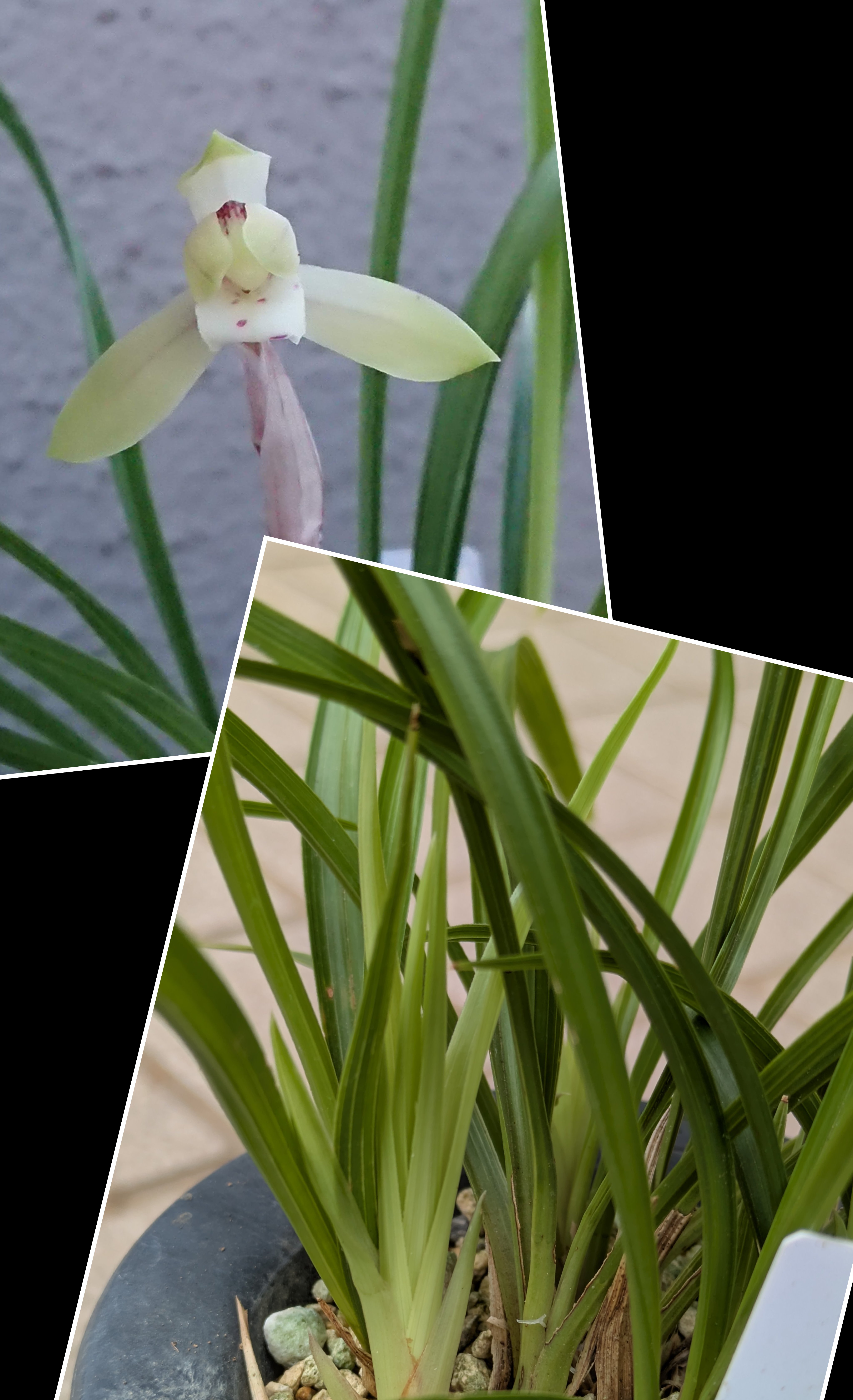 日本春蘭2025｜🍀GreenSnap（グリーンスナップ）