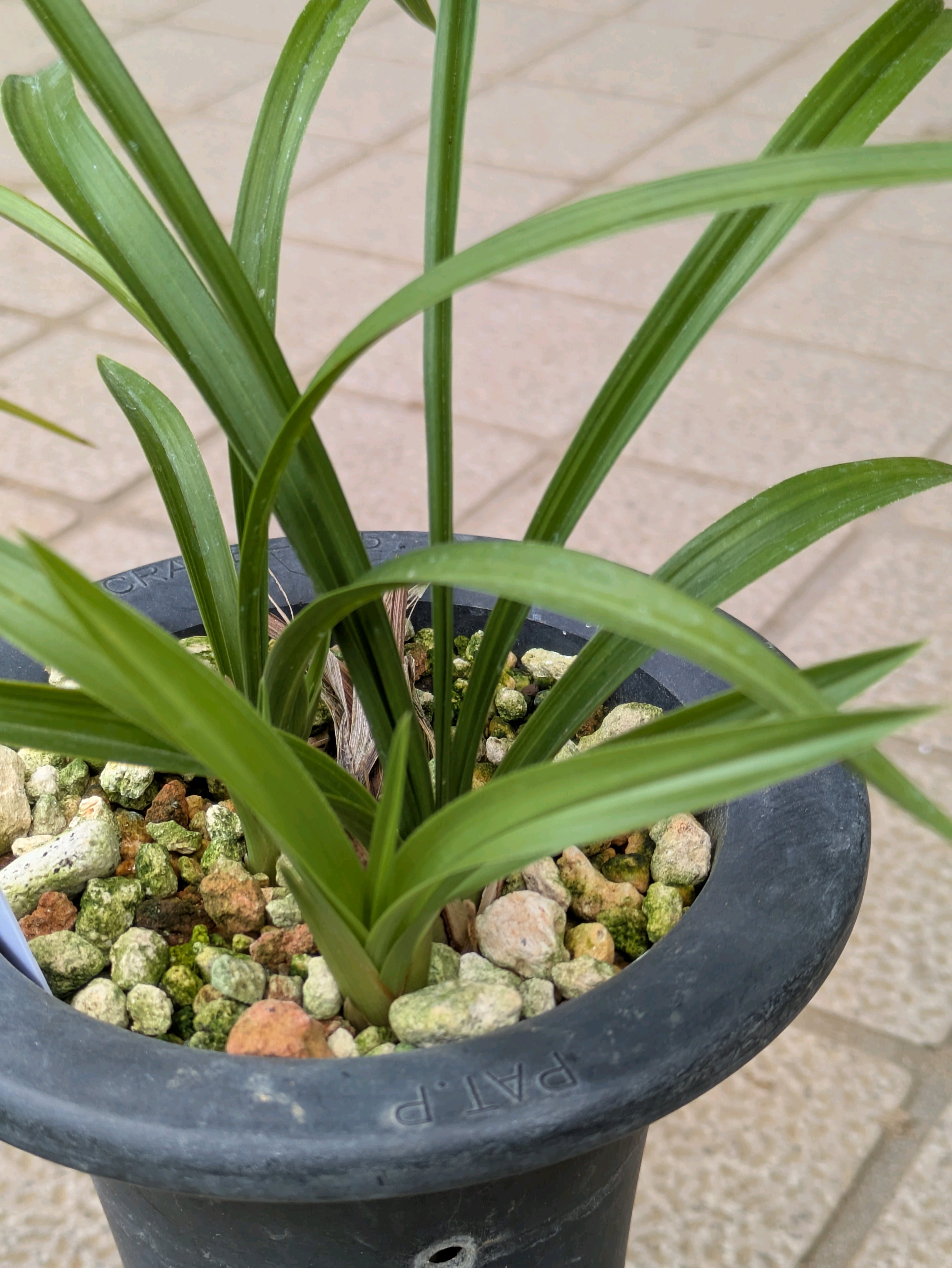 日本春蘭2025｜🍀GreenSnap（グリーンスナップ）