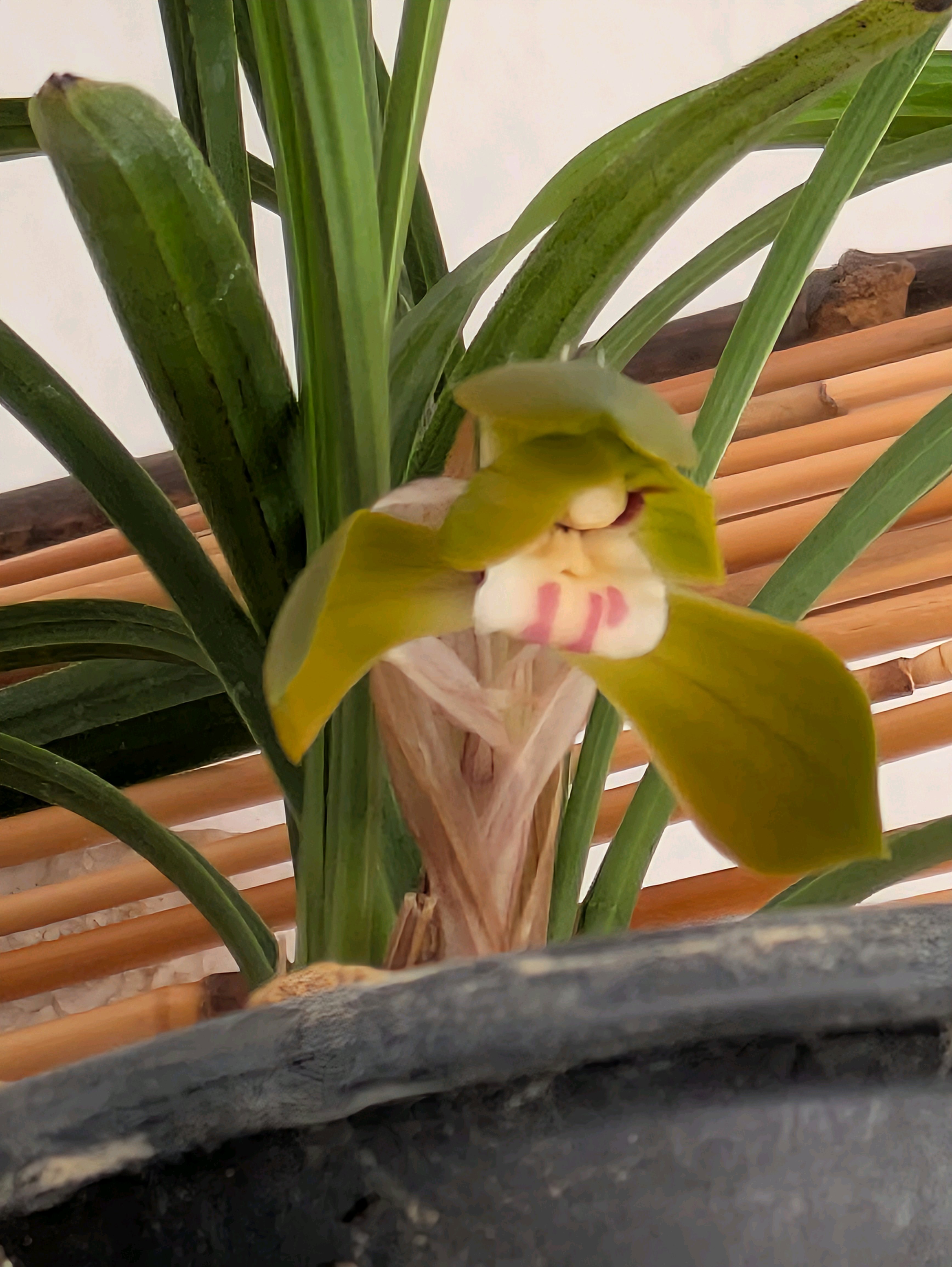 日本春蘭2025｜🍀GreenSnap（グリーンスナップ）