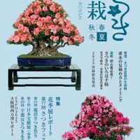盆栽,サツキ盆栽の画像
