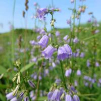 ツリガネニンジン,山野草,野草,雄性先熟,子房下位の画像