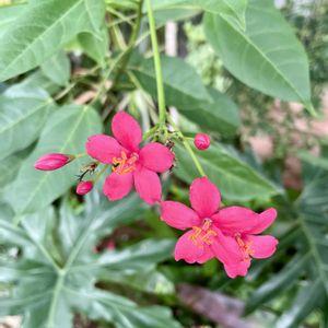 テイキンザクラ,温室,常緑低木,木の花,素敵な出会いに感謝の画像