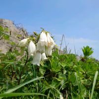 ホタルブクロ,山野草,野草の画像