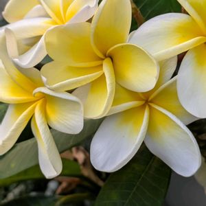 花のある暮らし,今日のお花,花いろいろ,おうち園芸,棚の画像