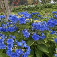 アジサイ,キキョウ,コスモス,パンジー・ビオラ,モミジの画像