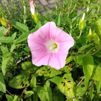 ヒルガオの画像