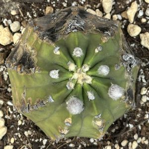 サボテン,短毛丸,花芽,サボテン科,復活の画像