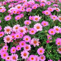 ダイアンサス,ミリオンベル,キララ,ボンザマーガレット,ポンポン咲くダイアンサスの画像