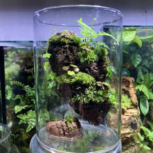 姫ユキノシタ,テラリウム,シダ植物,ガラス容器,山苔
Leucobryum bowringii Mitt.
粗葉白髪苔（あらはしらがごけ）
山苔（やまごけ）
マンジュウゴケ（饅頭苔）
シラガゴケ（白髪苔）
アラハオキナゴケ（粗葉翁苔）の画像