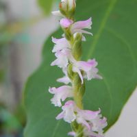 ネジバナ,Spiranthes sinensis,鉢植え,花のある暮らし,植物のある暮らしの画像