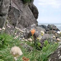 アサツキ,キリンソウ,スカシユリ,山野草,野草の画像