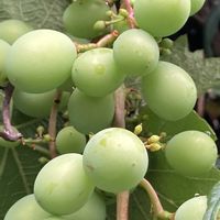 ブドウ,花壇,果物,ガーデニング,つる性植物の画像