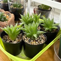 ハオルチア,クーペリー,青雲の舞,多肉植物,子株の画像