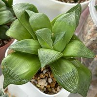 ハオルチア,レツーサ,ハオルチア レツーサ,多肉植物の画像