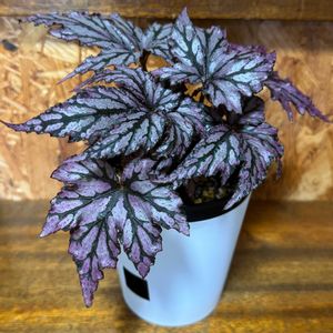 レックスベゴニア ベニトチバ,レックスベゴニア,観葉植物,植え替え,ダイソー鉢の画像