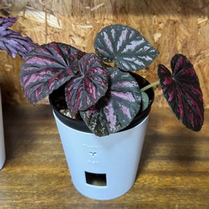レックスベゴニア,レックスベゴニア キャンディストライプス,観葉植物,植え替え,ダイソー鉢の画像