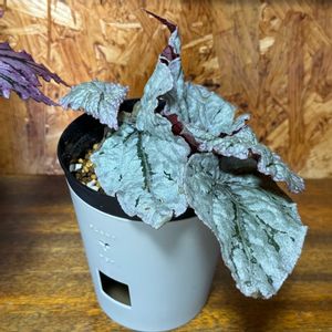 レックスベゴニア,レックスベゴニア ライバル,観葉植物,植え替え,ダイソー鉢の画像