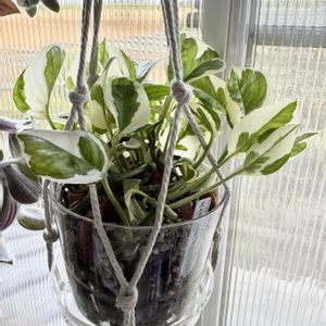 ポトス・エンジョイ,観葉植物,植え替え,ダイソー鉢,サトイモ 科の画像
