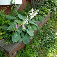 オカトラノオ,ギボウシ,ホタルブクロ,モナルダ,季節の花の画像
