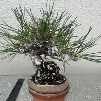 小品盆栽,成長記録,今日の一枚,バルコニスト,人気投票の画像