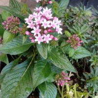 クラスペディア,ガウラ(白蝶草),ペンタス　星に願いを,斑入り  ジュズサンゴ  絣,花は癒やし♡の画像