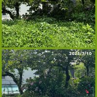 トマト,暑い！,家庭菜園初心者,熱中症注意,汚庭の画像