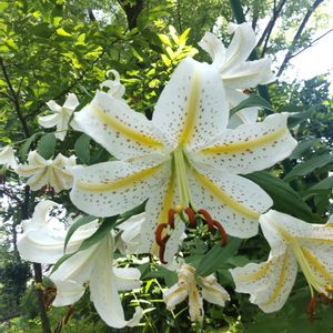 ヤマユリ,ヤマユリ,アガスターシェ,サポナリア,サボンソウの画像