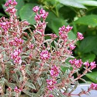 クーペリー,多肉植物,多肉の花,たにおたくらぶ,バラと夢CLUBの画像