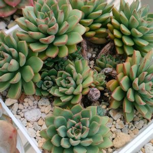 ファンファーレ,ダリーダール,ロッティ,多肉植物,セダム属の画像