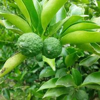 柚子,果物,花木,自家栽培の野菜達,害虫駆除の画像
