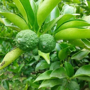 柚子,果物,花木,自家栽培の野菜達,害虫駆除の画像
