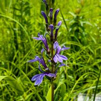 エーデルワイス,サワギキョウ,アポイギキョウ,ヒメタカサゴユリ,上三依水生植物園の画像